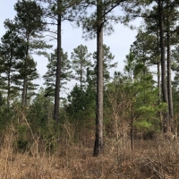 Lake  Country Timber Tract images 2