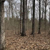 Lake  Country Timber Tract images 4