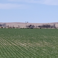 Income-Producing Farm &nbsp; Ranch For Sale in Clark County  KS - Auction images 3
