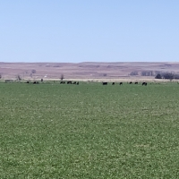 Income-Producing Farm &nbsp; Ranch For Sale in Clark County  KS - Auction images 4