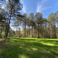 340 Acres in Yalobusha County in Oakland  MS images 3