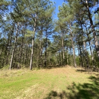 340 Acres in Yalobusha County in Oakland  MS images 5
