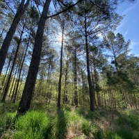 340 Acres in Yalobusha County in Oakland  MS images 6