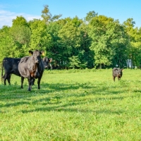 Productive Cattle Ranch For Sale in Polk County  MO images 5
