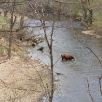 Outstanding Hunting &nbsp; Recreational Ranch For Sale in Washington County  AR images 3