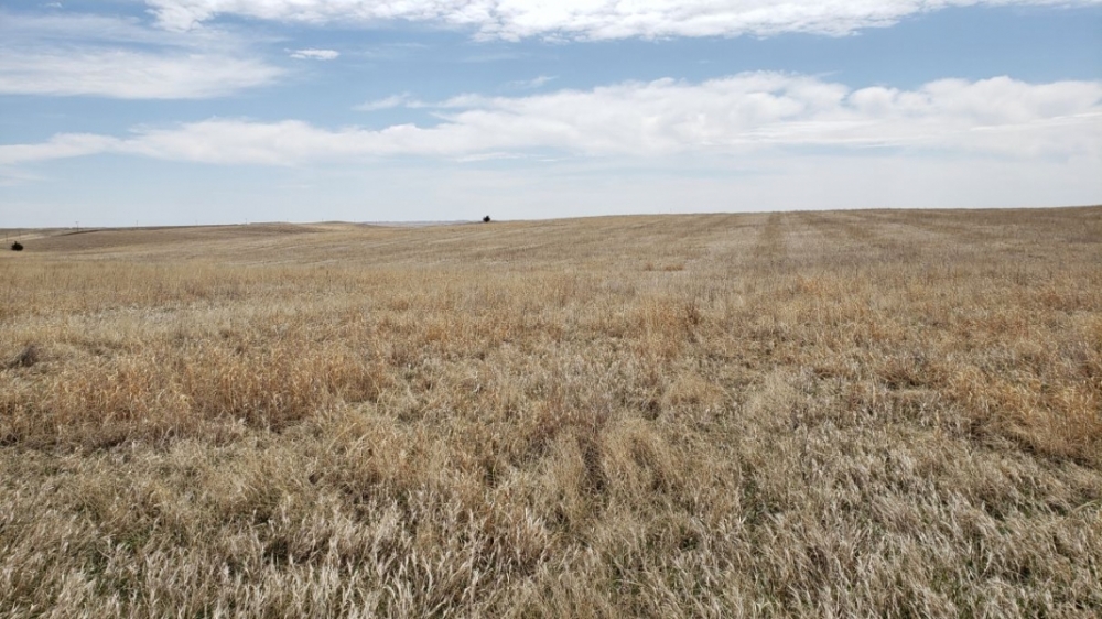 McNeff CRP featured image