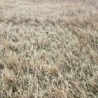 McNeff CRP images 2