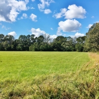 Hunting &nbsp; Recreational Land For Sale in East Baton Rouge Parish  LA images 6