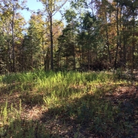 Hunting &nbsp; Recreational Land For Sale in Hickman County  TN