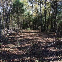 Hunting &nbsp; Recreational Land For Sale in Hickman County  TN images 2