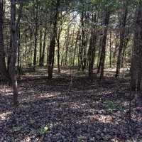 Hunting &nbsp; Recreational Land For Sale in Hickman County  TN images 3