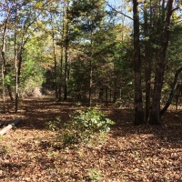 Hunting &nbsp; Recreational Land For Sale in Hickman County  TN images 4