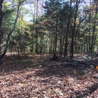 Hunting &nbsp; Recreational Land For Sale in Hickman County  TN images 5