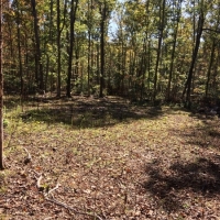 Hunting &nbsp; Recreational Land For Sale in Hickman County  TN images 6