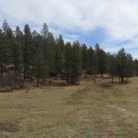 Cimarron Ranch 40 acres images 3