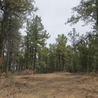 Cimarron Ranch 40 acres images 4