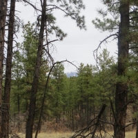 Cimarron Ranch 40 acres images 6