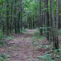 Hunting &nbsp; Recreational Land For Sale in Bankhead National Forest images 4