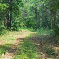 Hunting &nbsp; Recreational Land For Sale in Bankhead National Forest images 6