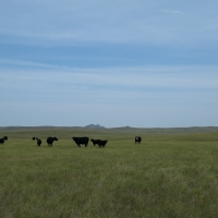 Irrigated Hunting Land images 2