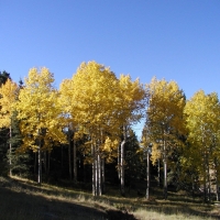 Hunting &nbsp; Recreational Ranch For Sale in Teller County  CO images 4