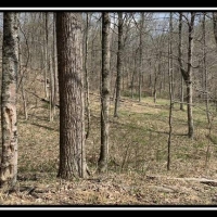 Coon Hollow Retreat images 3