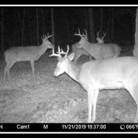 Coon Hollow Retreat images 2