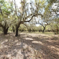 Peace River Hunting &nbsp; Recreational Ranch For Sale in DeSoto County  FL images 5