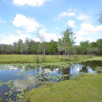 Peace River Hunting &nbsp; Recreational Ranch For Sale in DeSoto County  FL images 6