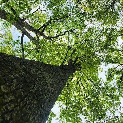 Wattensaw Timber featured image