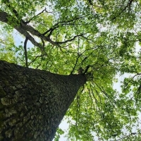 Wattensaw Timber images 1