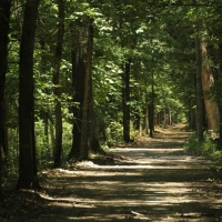 Wattensaw Timber images 2