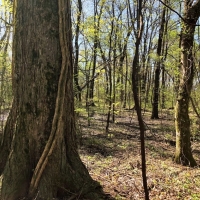 Wattensaw Timber images 3