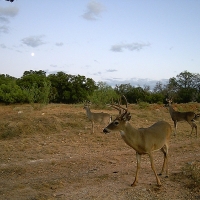 Texas Hunting &nbsp; Recreational Property images 2