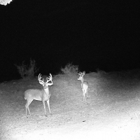 Texas Hunting &nbsp; Recreational Property images 5