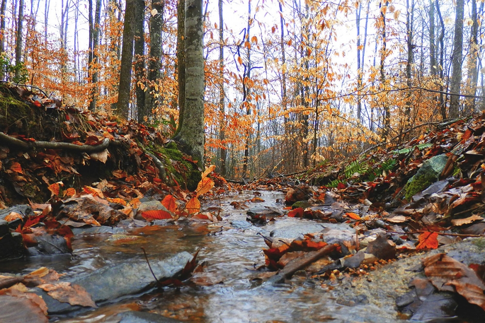 Little Maumelle River featured image