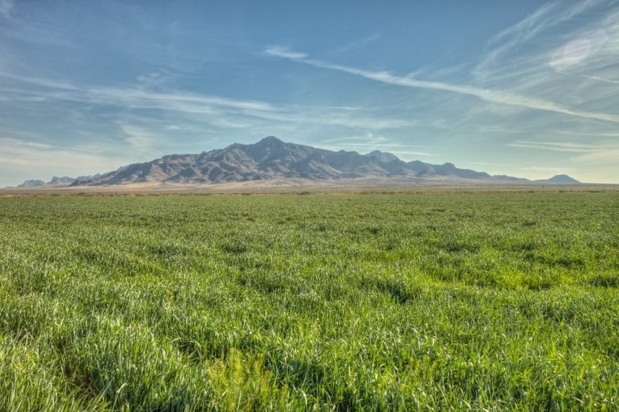 Drip-Irrigated Farm &nbsp; Ranch For Sale in Luna County  NM featured image