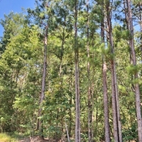 New Construction- Cabin 52 acres images 5