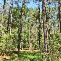 New Construction- Cabin 52 acres images 6