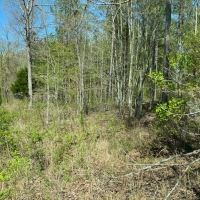 10.20  -wooded acres on top of the beautiful South Pittsburg Mtn. images 6