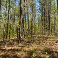 10.20  -wooded acres on top of the beautiful South Pittsburg Mtn.