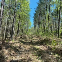 10.20  -wooded acres on top of the beautiful South Pittsburg Mtn. images 2