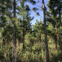 Farm &nbsp; Timber with Creek images 4