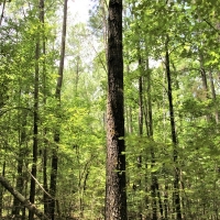 Outstanding Recreation Tract or Homesite images 4