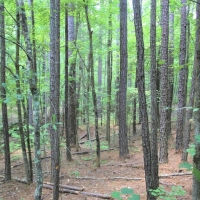 Outstanding Recreation Tract or Homesite images 5