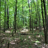 Outstanding Recreation Tract or Homesite images 6