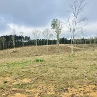 47.11 Acres Cleared Land for Sale Pond Magnolia  Pike Co  MS images 5