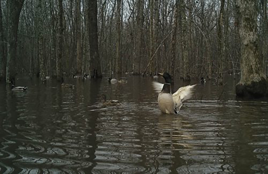 Flooded Green Timber featured image