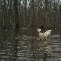 Flooded Green Timber