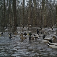 Flooded Green Timber images 2